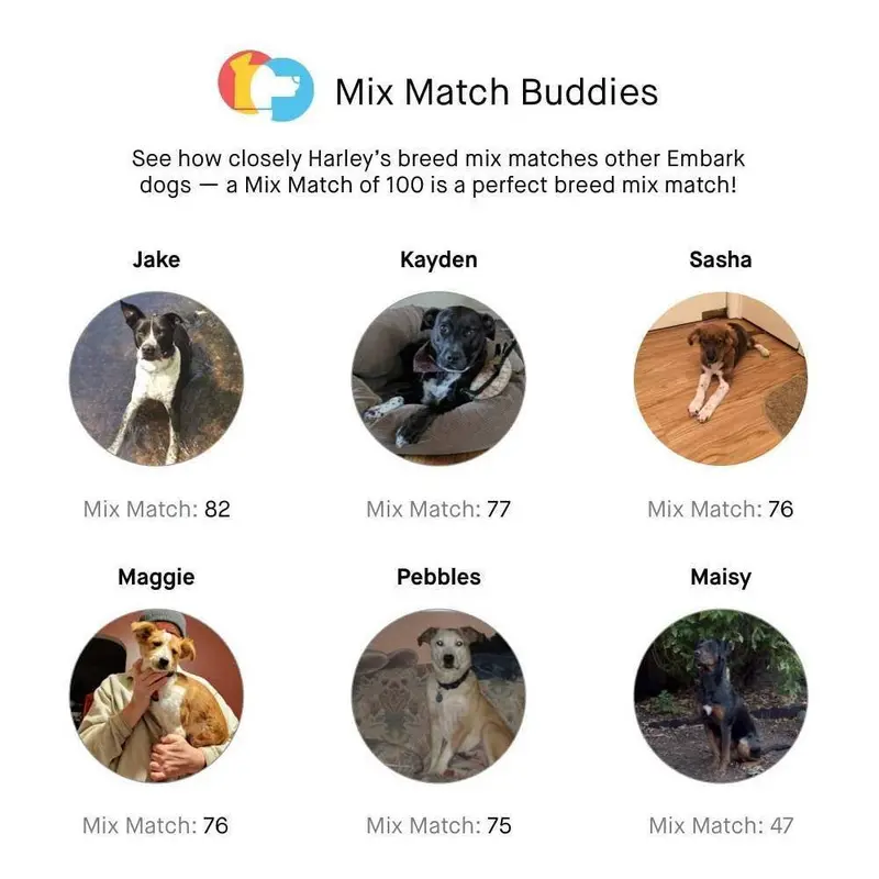Embark Dog DNA Breed Identification Test Kit With Doggy Relative Finder - Image 4
