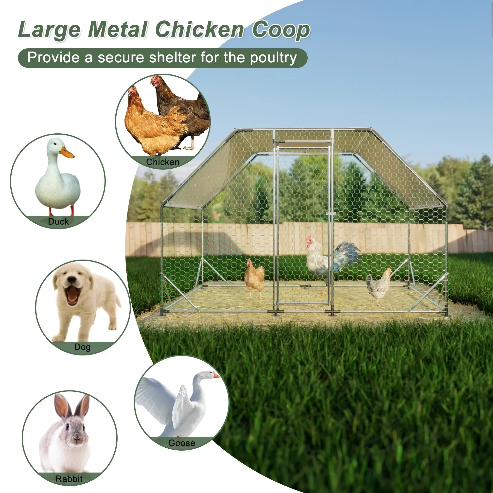 Seizeen Walk-In Chicken Coop Run for 6-8 Chickens, 10FT - Waterproof Galvanized Wire - Image 5