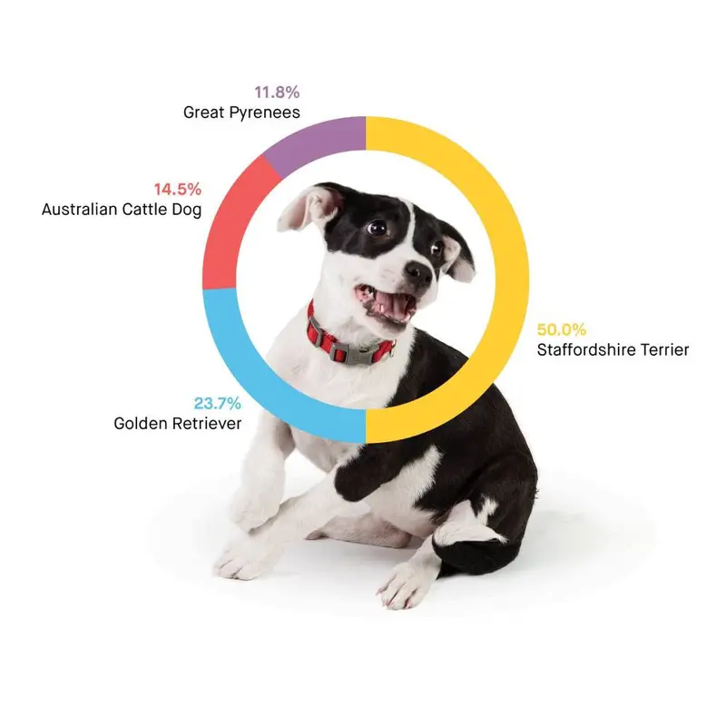 Embark Dog DNA Breed Identification Test Kit With Doggy Relative Finder - Image 2