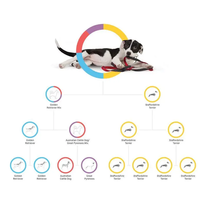 Embark Dog DNA Breed Identification Test Kit With Doggy Relative Finder - Image 3