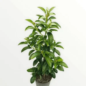 Grafted Mexicola Grande Avocado Tree 2-4FT Tall
