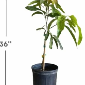 Malika Dwarf Cold Hardy Grafted Mango Tree, 2-4 Feet Tall