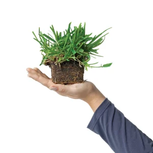 SodPods St. Augustine Grass Plugs - 2 8-Count Packs