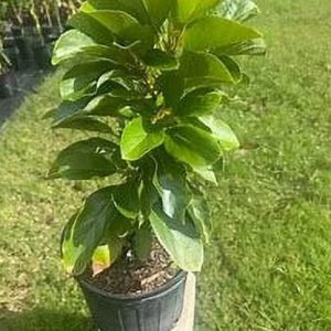 Grafted Mexicola Grande Avocado Tree 2-4FT Tall