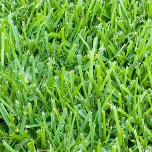 St. Augustine Sod Pallet 500 Sq. Ft.