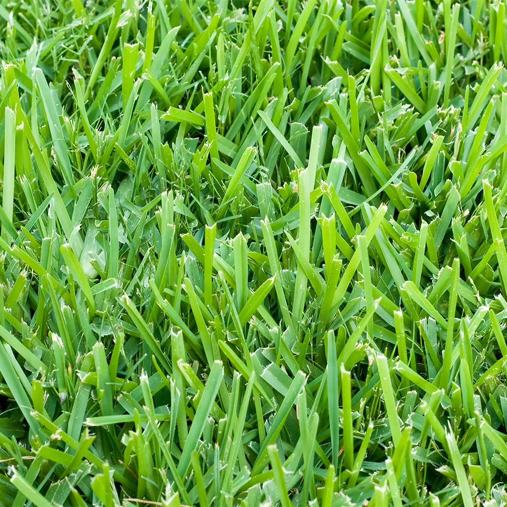 St. Augustine Sod Pallet 500 Sq. Ft.