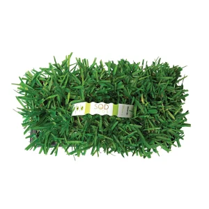 SodPods St. Augustine Grass Plugs - 2 8-Count Packs