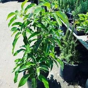 Grafted Mexicola Grande Avocado Tree 2-4FT Tall